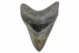 Fossil Megalodon Tooth - North Carolina #378061-1